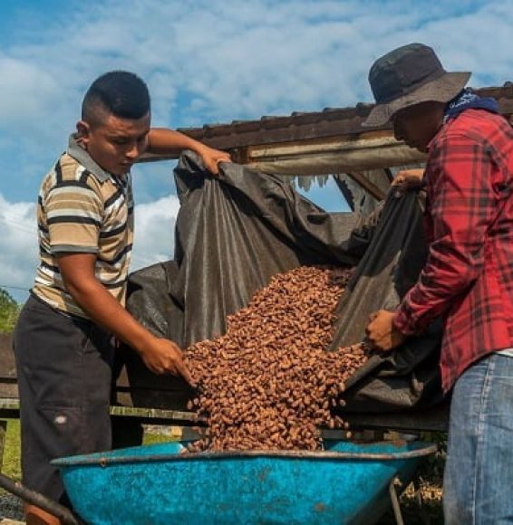 Cacao-boeren Cacao-boeren